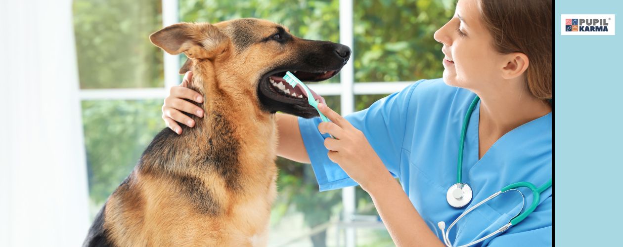 Zęby psa ważne dla dobrostanu zwierzęcia. Z profilu owczarek i pani weterynarz w niebieskim fartuchu myjąca szczoteczką psu zęby. Po prawej niebieski pas i logo pupilkarama.